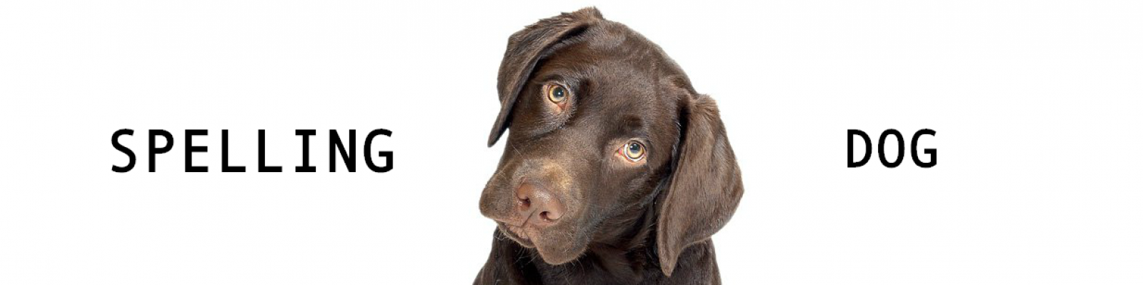 Spelling Dog Gallery